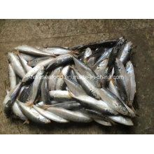 (14-18PCS / kg) Nuevos pescados congelados Scad redondo